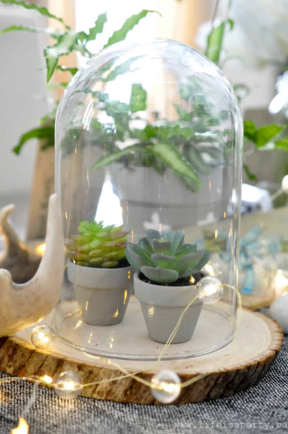 succulents under a glass cloche