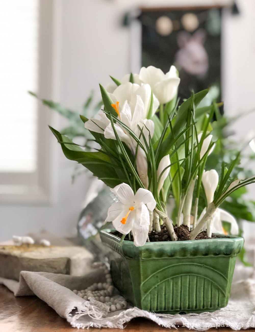 white spring bulbs in a vintage green container