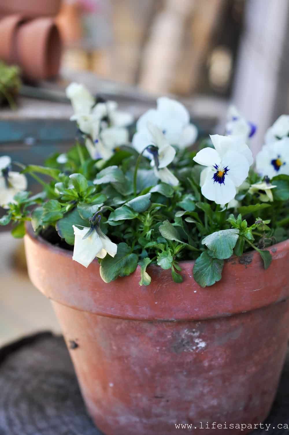 Spring Pansies