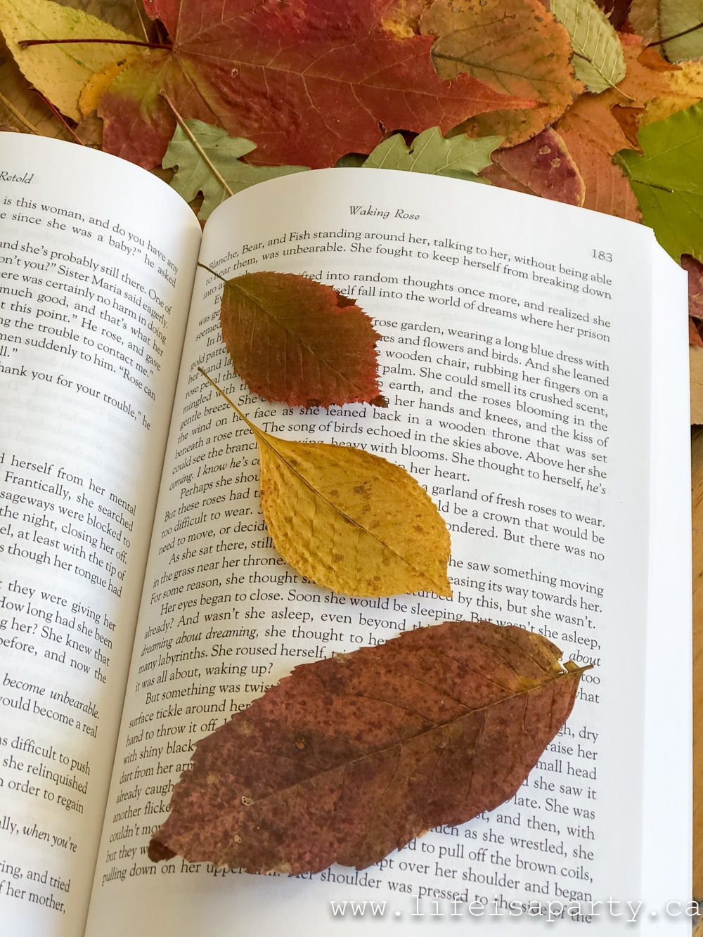 fall leaves pressed in a book