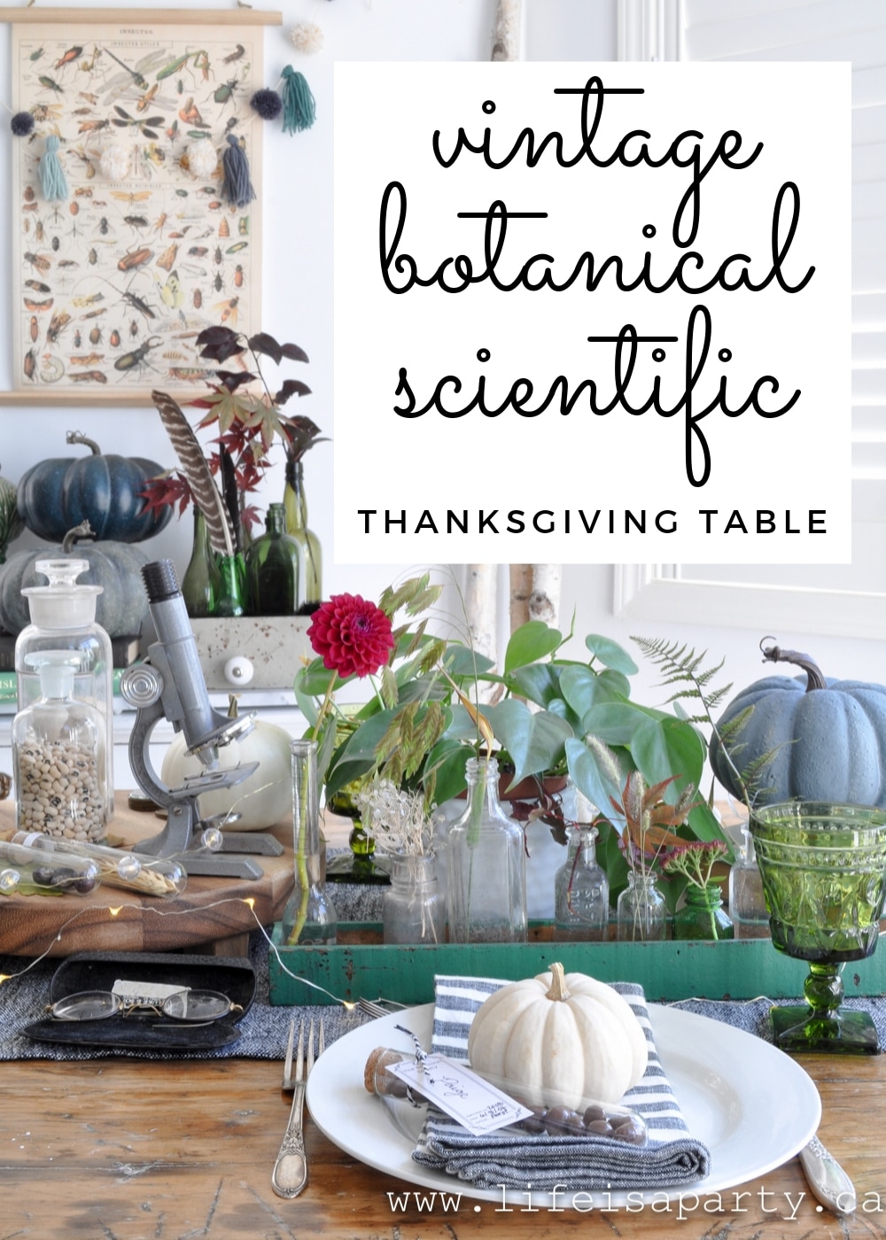 Vintage Botanical Scientific Thanksgiving Table: scientific glass, old books, a microscope, and lots of botanical specimens create a beautiful table.