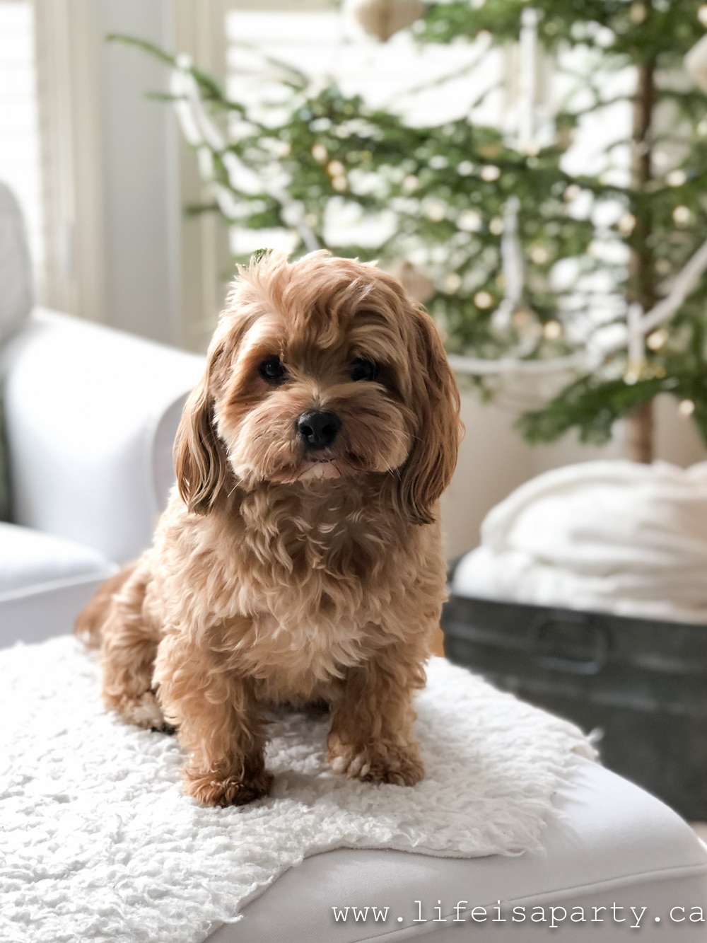 Havanese dog in front of a Christmas tree