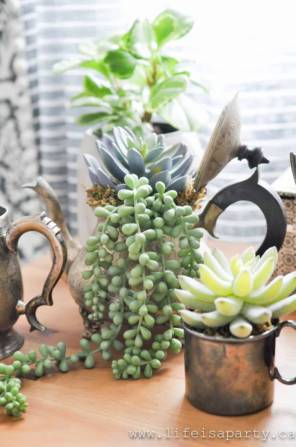 Succulents in a vintage silver teapot