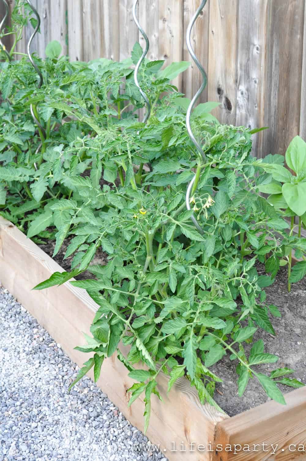 French kitchen garden