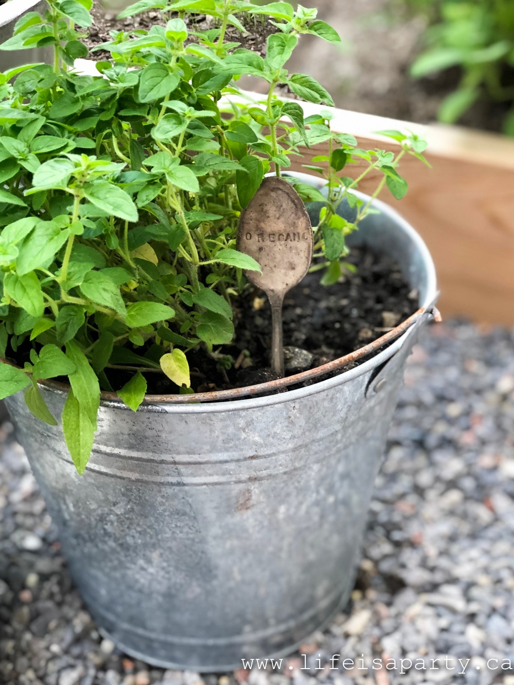 oregano growing in a galvanized bucket