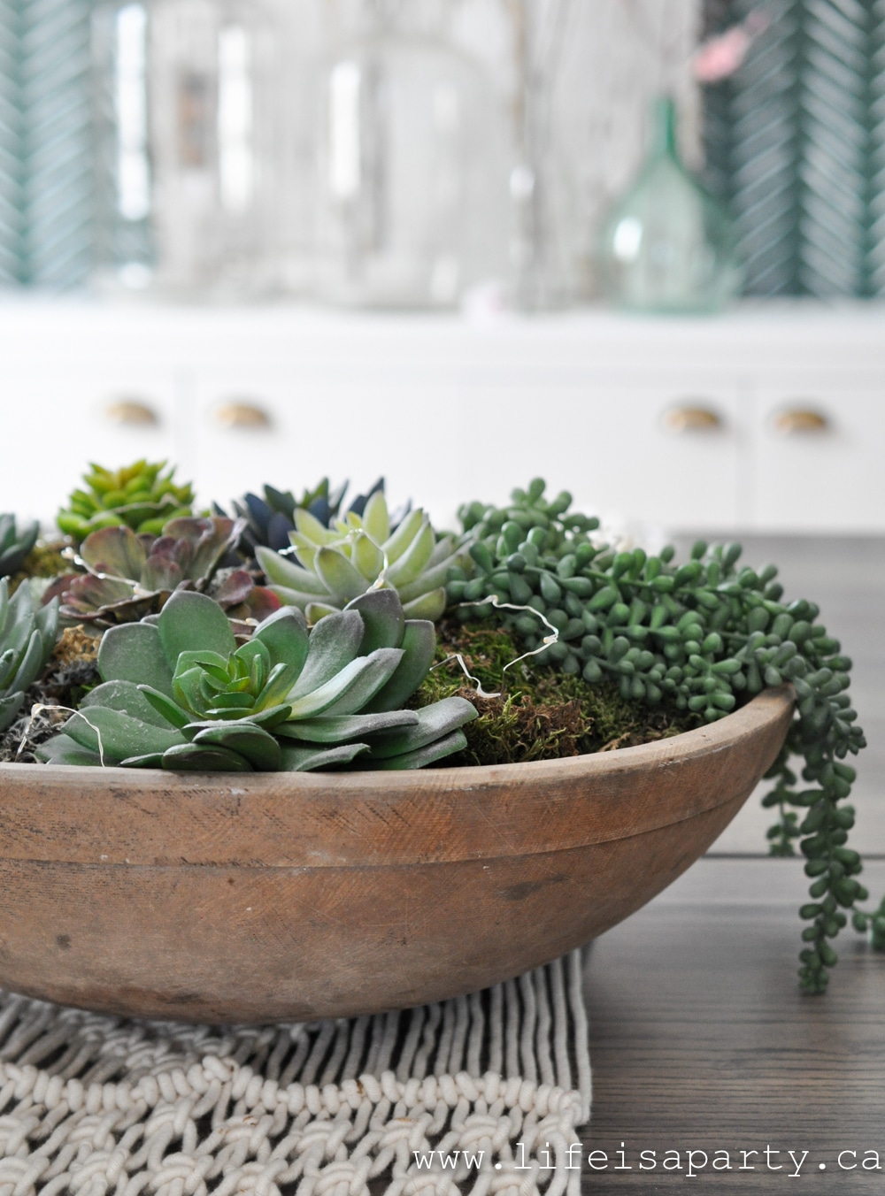 succulents in a wood bowl