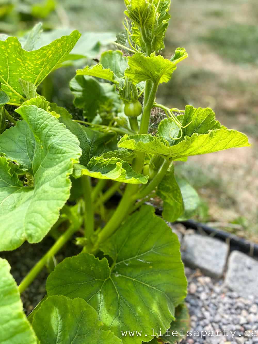 pumpkin vines