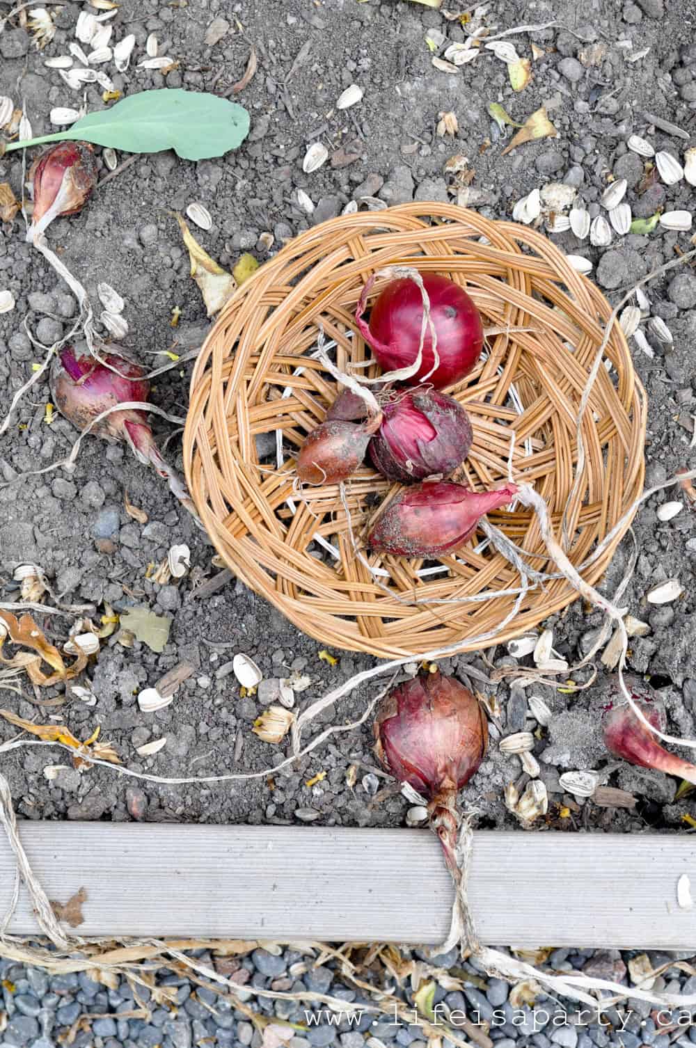 red onions