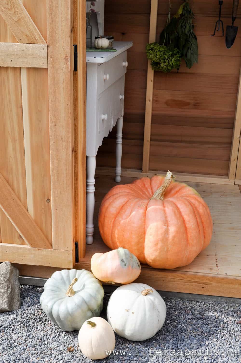 heirloom pumpkins