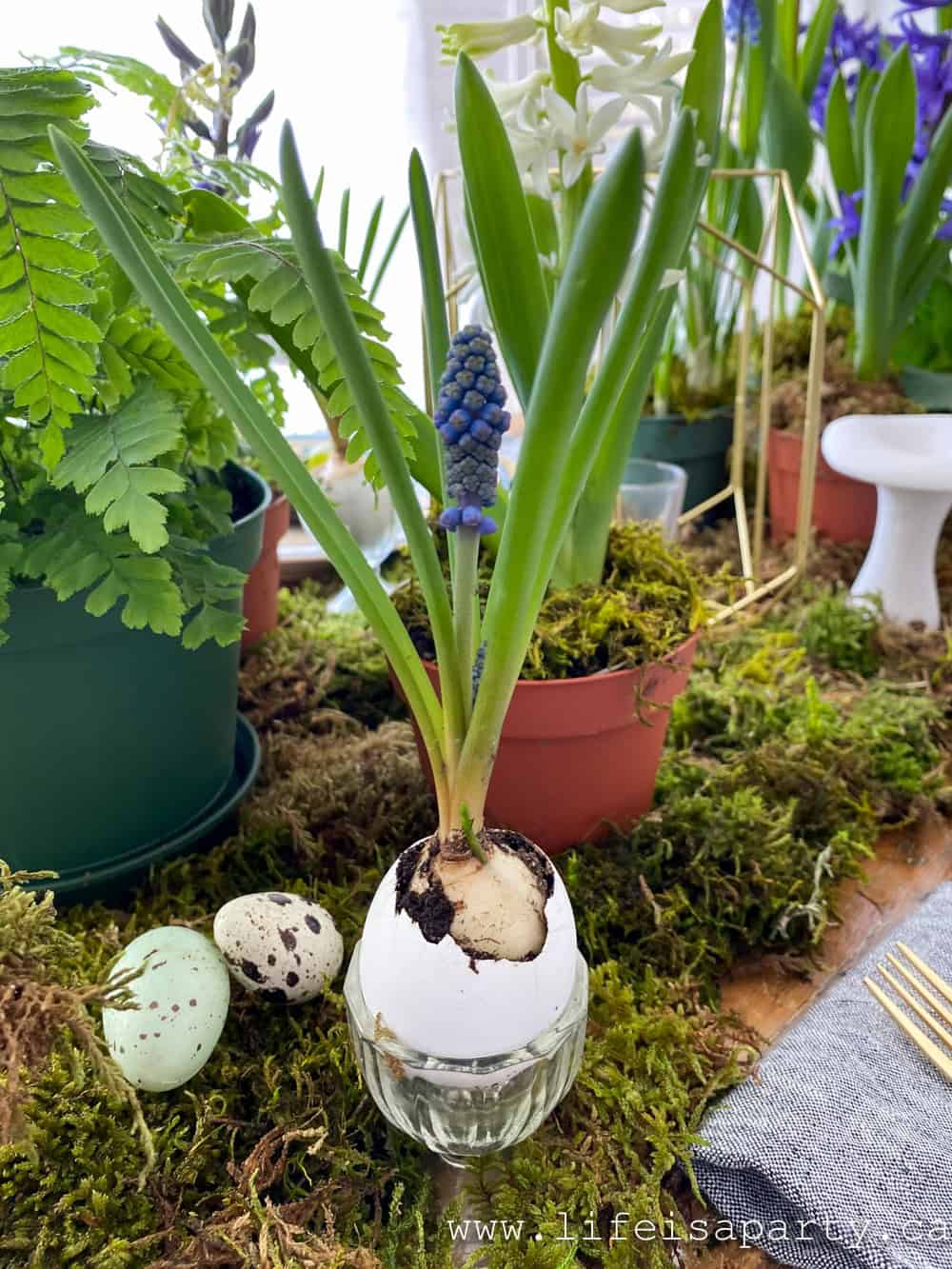 eggshell planter