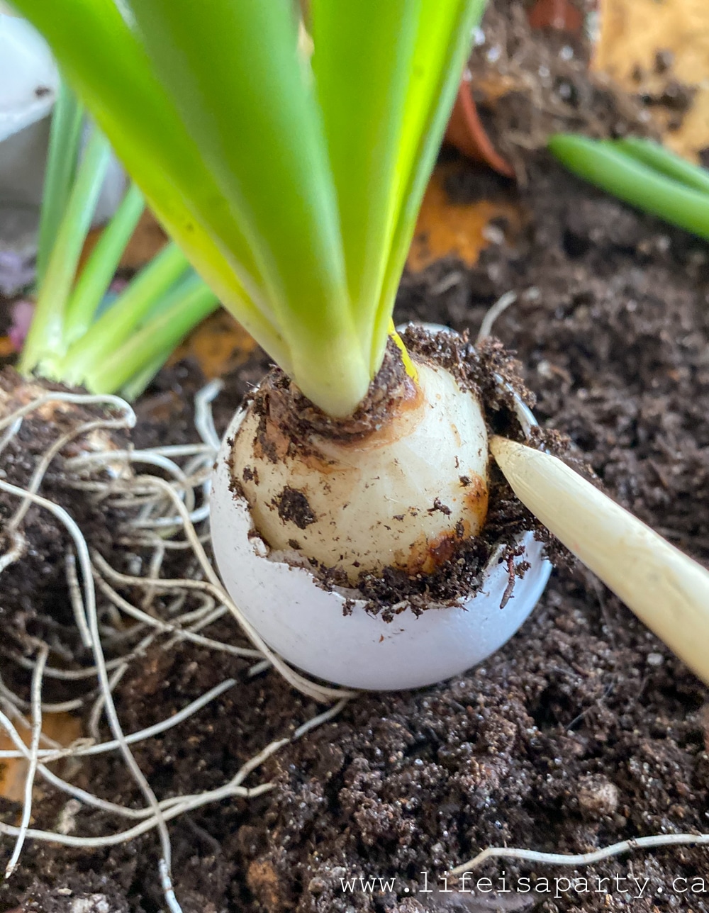 how to plant spring bulbs in a real eggshell
