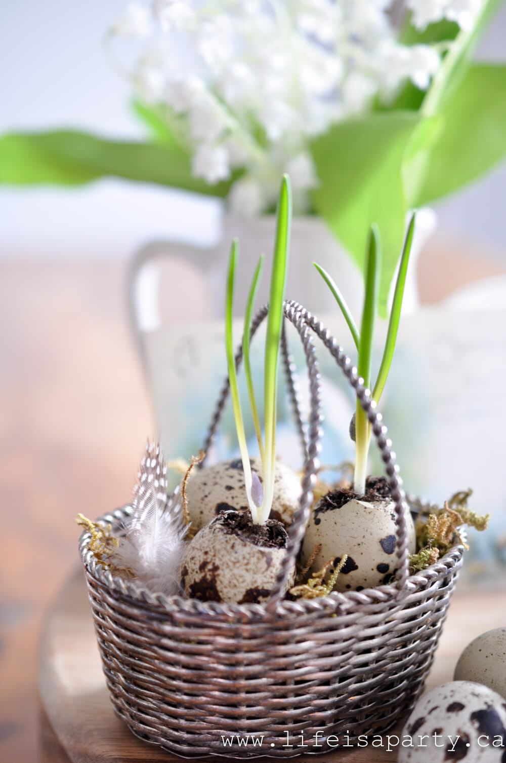 quail egg eggshell planter