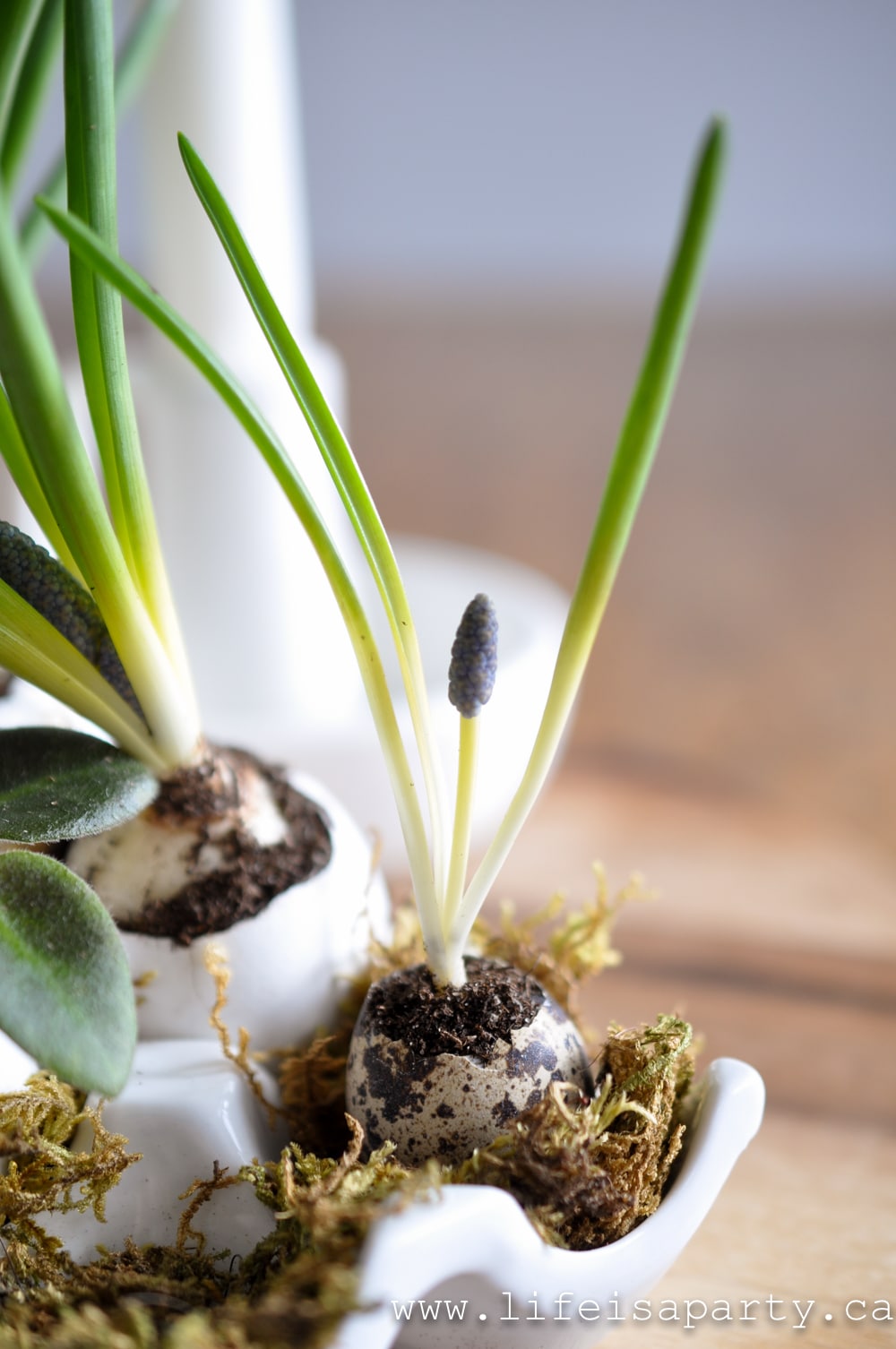 spring bulb in an eggshell planter