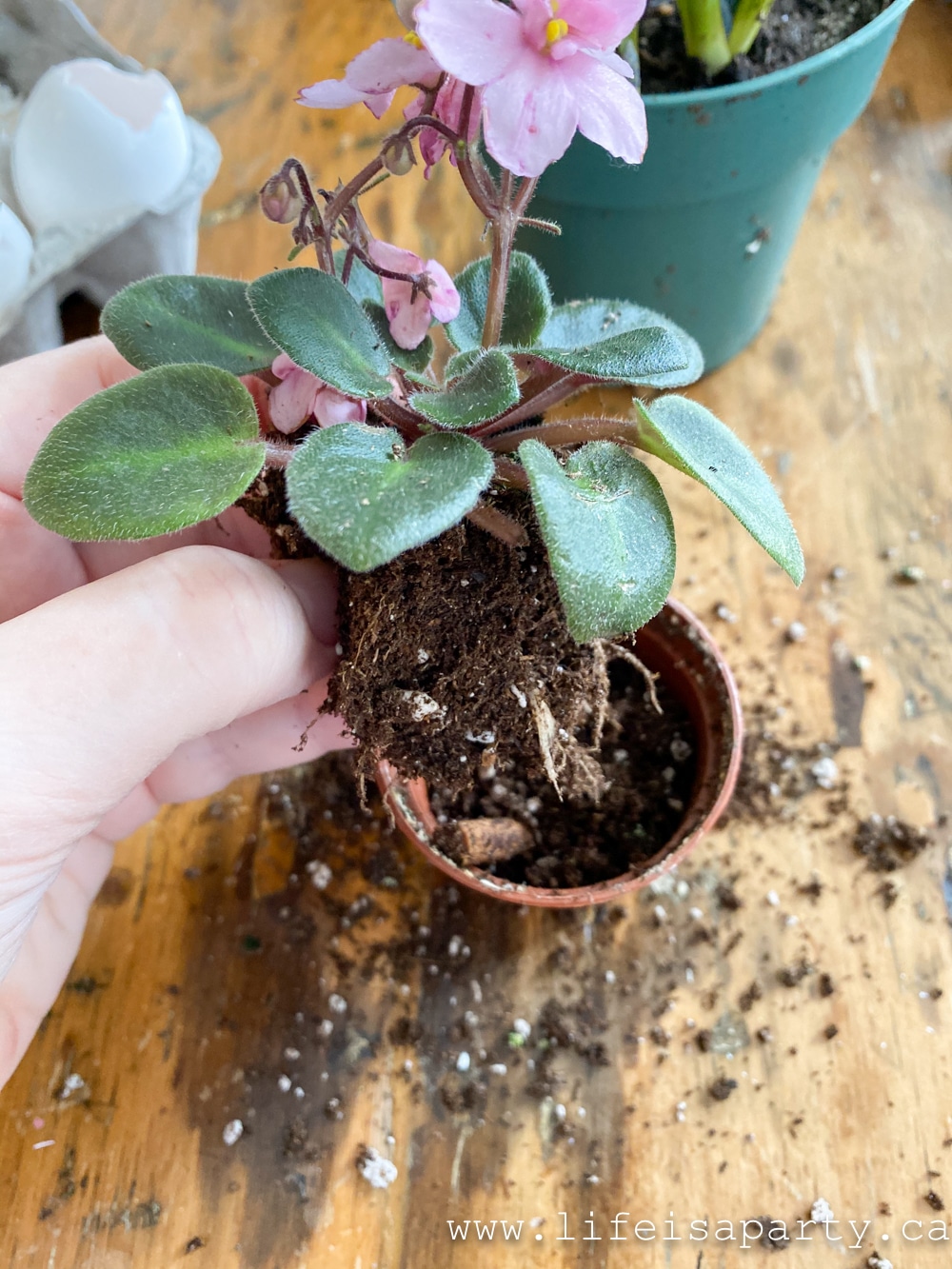 miniature African violet plant