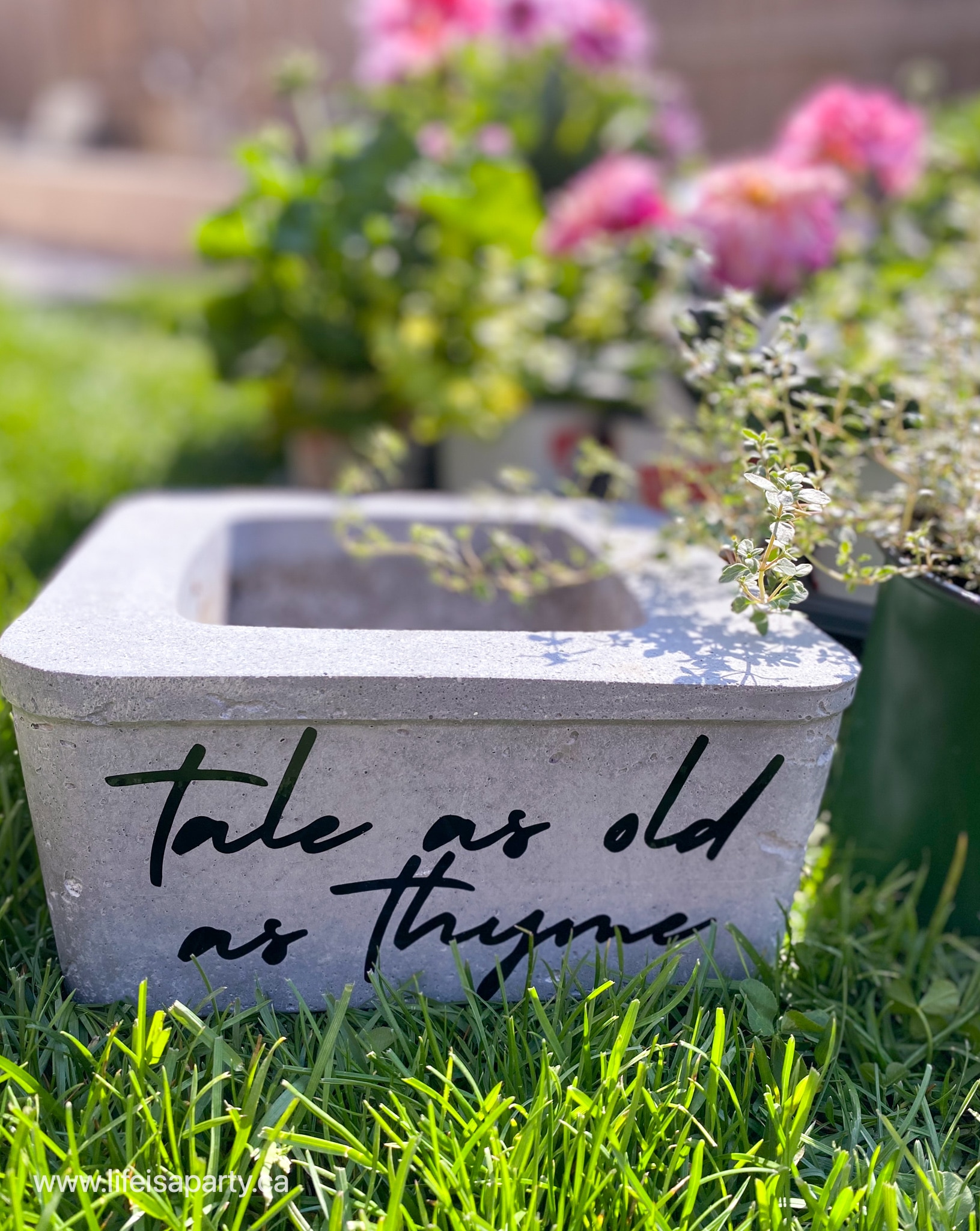 tale as old as thyme garden pot DIY