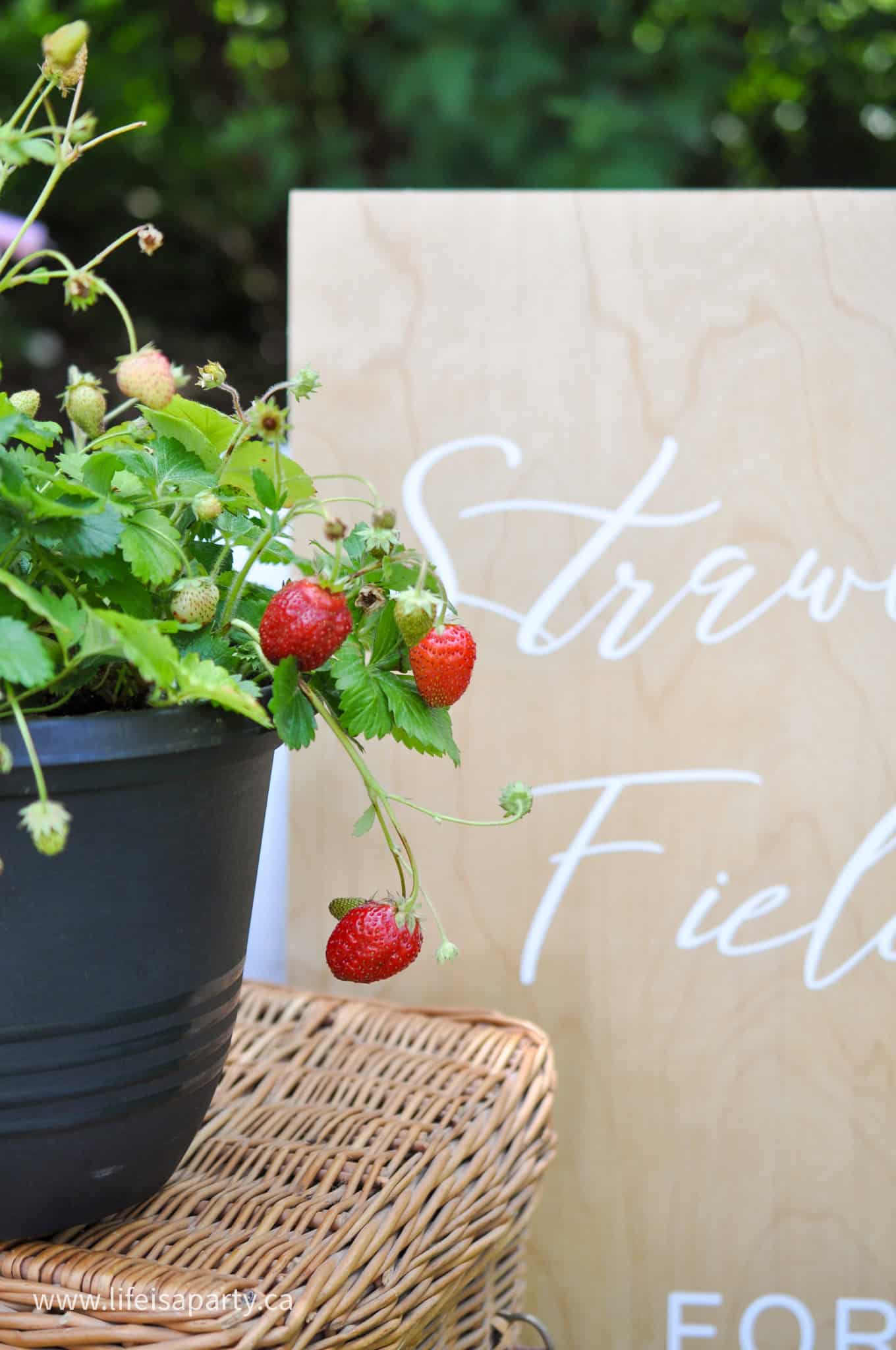 strawberry plant