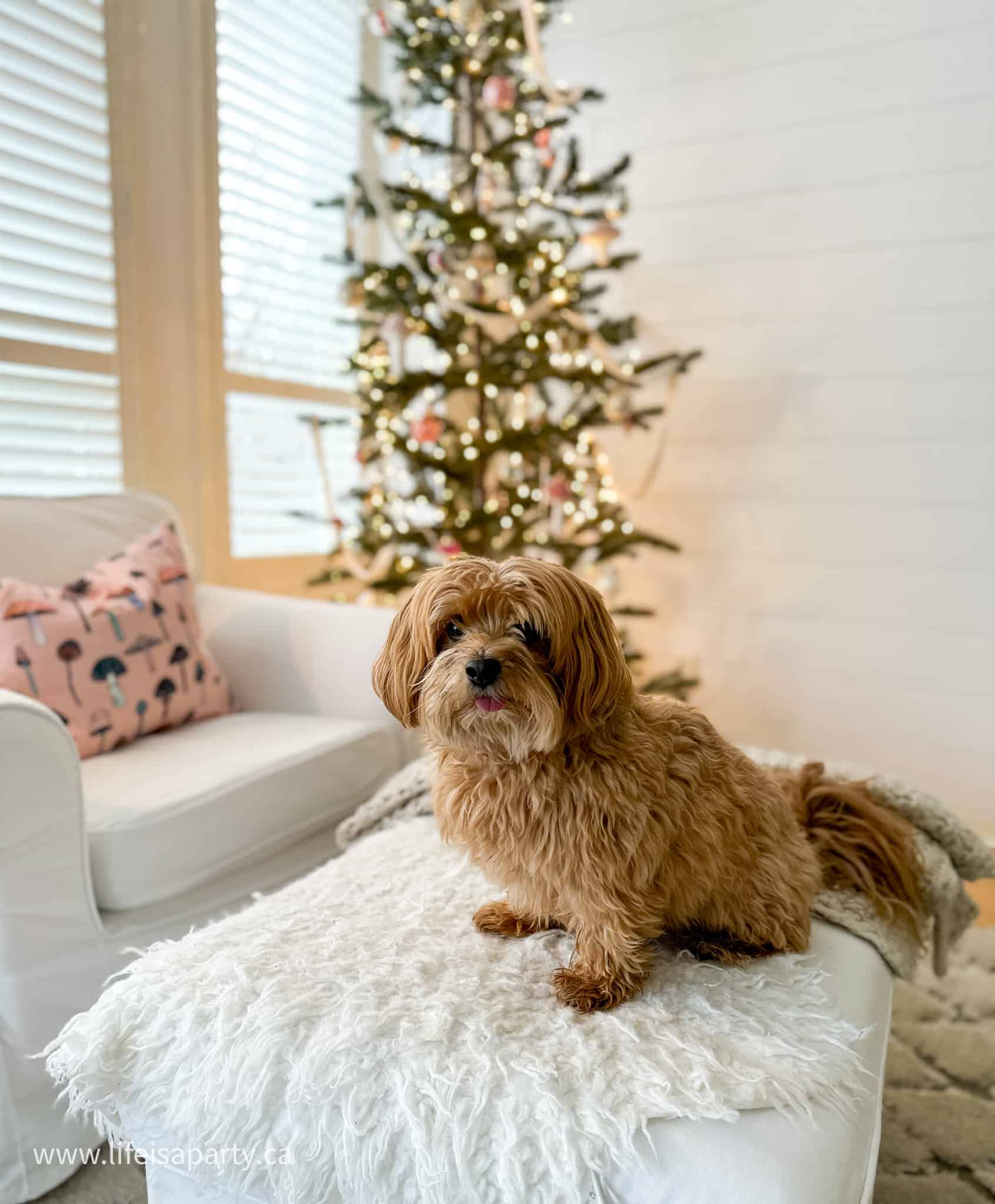 Havanese dog at Christmas