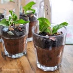 Dirt Pudding no cream cheese in glasses with candy rocks, and fresh mint that looks like a little plant.