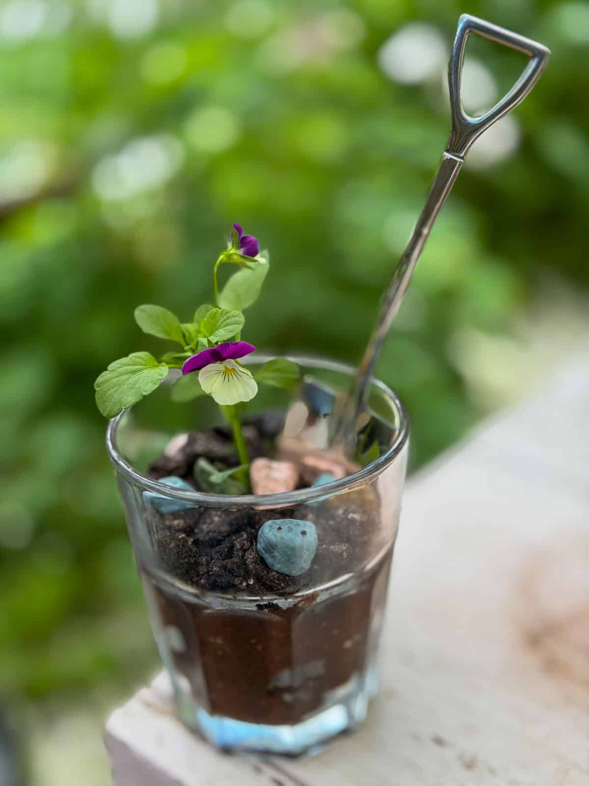 Individual dirt pudding cup with Oreo cookie crumb soil, candy rocks, fresh viola pansy, and miniature silver shovel spoon in glass on outdoor garden surface.