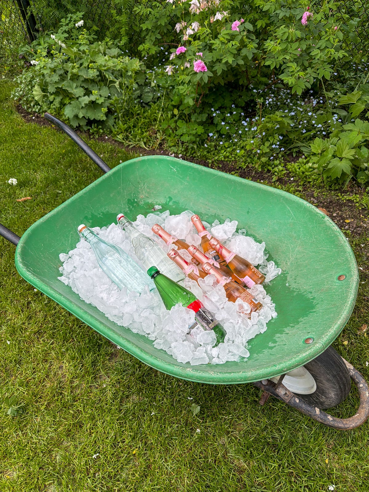Green wheelbarrow filled with ice and individual bottles of sparkling rosé and sparkling water used as outdoor drinks cooler in backyard garden.